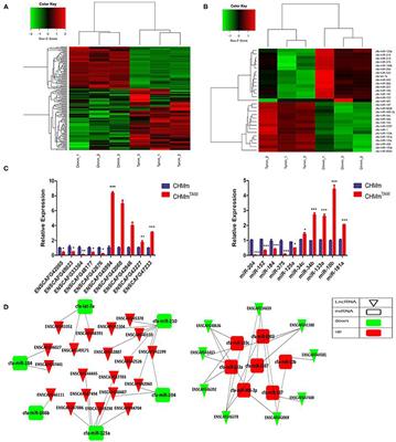 LncRNA-42060 Regulates Tamoxifen Sensitivity and Tumor Development via Regulating the miR-204-5p/SOX4 Axis in Canine Mammary Gland Tumor Cells